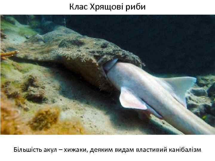 Клас Хрящові риби Більшість акул – хижаки, деяким видам властивий канібалізм 
