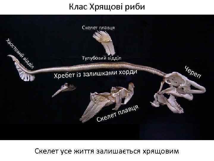 Клас Хрящові риби Скелет плавця о Хв ий ов ст від Тулубовий відділ л