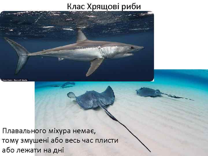 Клас Хрящові риби Плавального міхура немає, тому змушені або весь час плисти або лежати