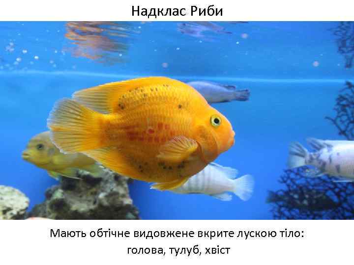 Надклас Риби Мають обтічне видовжене вкрите лускою тіло: голова, тулуб, хвіст 