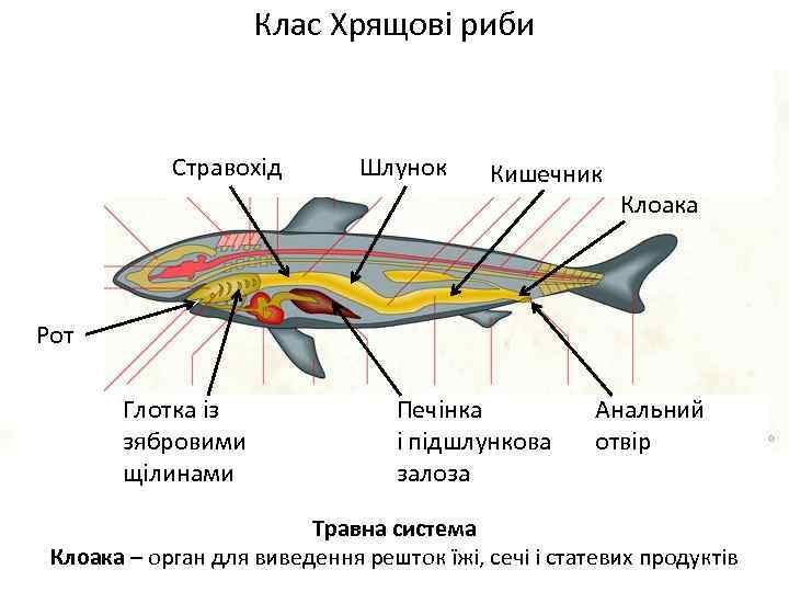Клас Хрящові риби Стравохід Шлунок Кишечник Клоака Рот Глотка із зябровими щілинами Печінка і