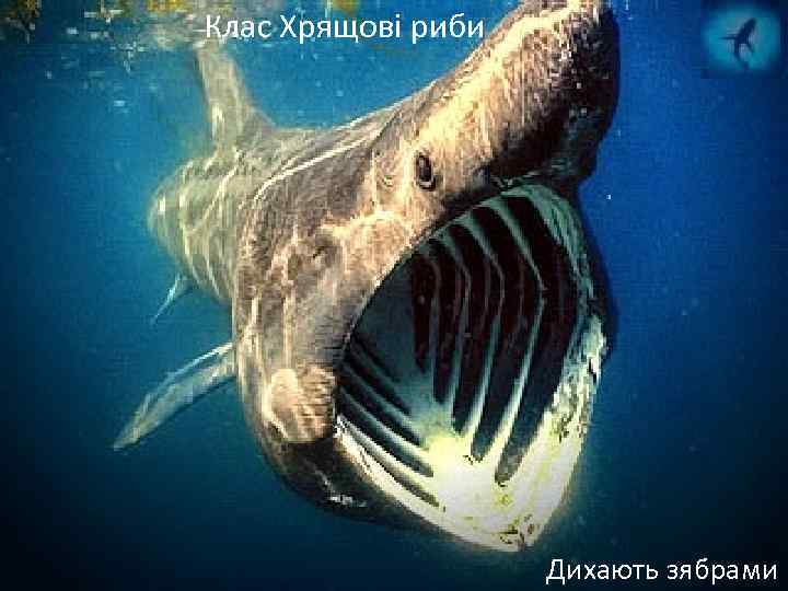 Клас Хрящові риби Дихають зябрами 