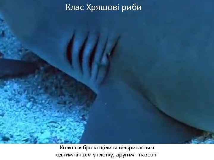 Клас Хрящові риби Кожна зяброва щілина відкривається одним кінцем у глотку, другим - назовні