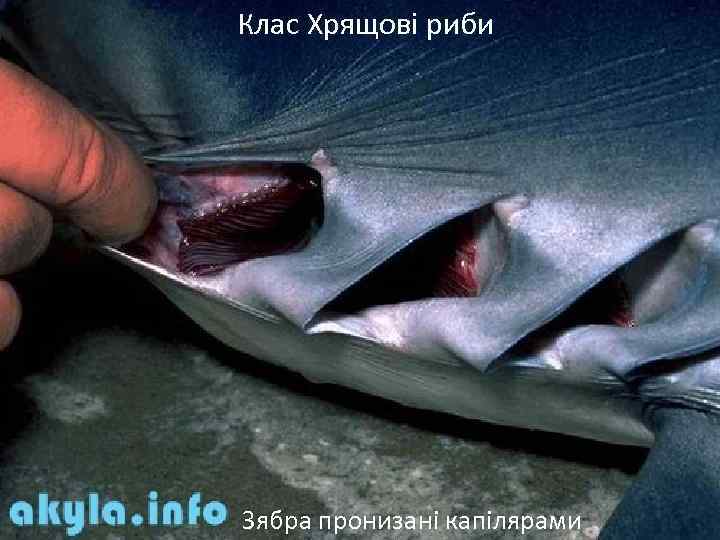 Клас Хрящові риби Зябра пронизані капілярами 