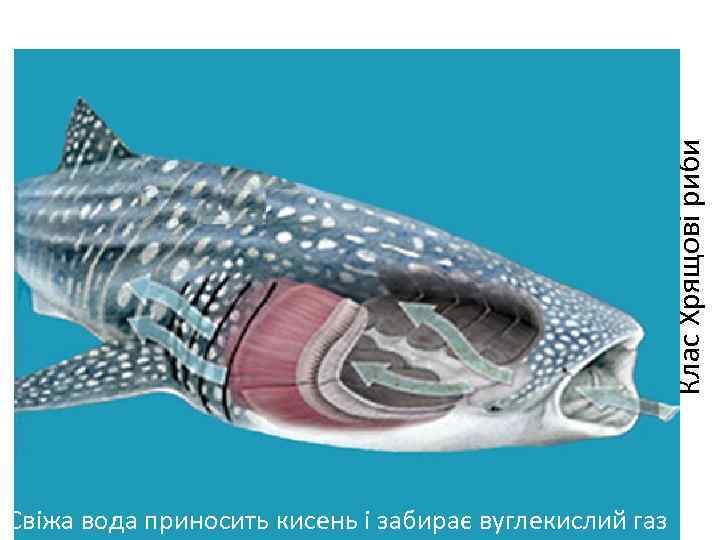 Клас Хрящові риби Свіжа вода приносить кисень і забирає вуглекислий газ 