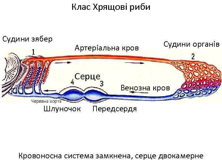 Клас Хрящові риби Судини зябер Артеріальна кров Судини органів Серце Венозна кров Черевна аорта