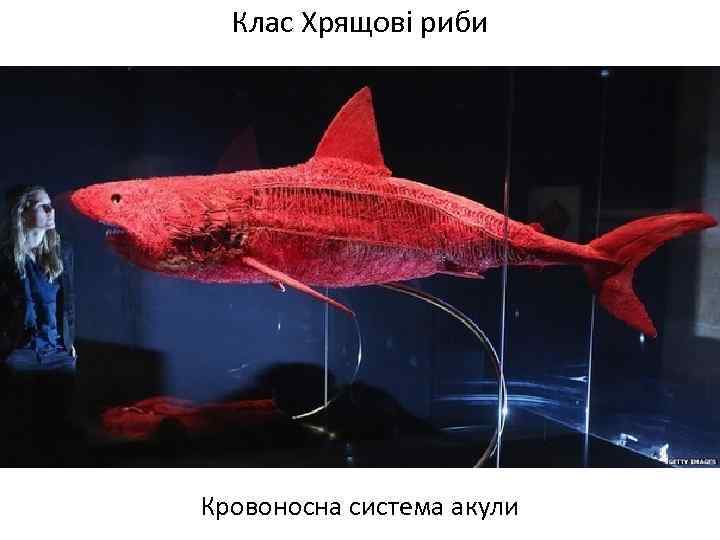 Клас Хрящові риби Кровоносна система акули 