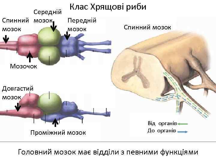 Клас Хрящові риби Середній Спинний мозок Передній мозок Спинний мозок Мозочок я Довгастий мозок