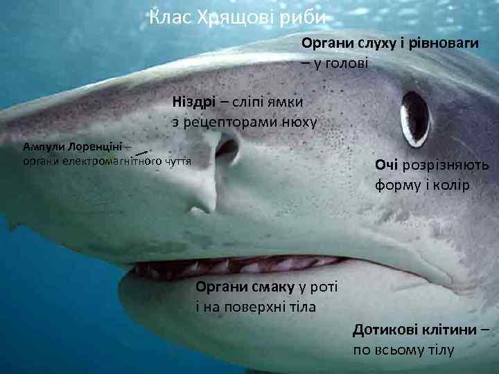 Клас Хрящові риби Органи слуху і рівноваги – у голові Ніздрі – сліпі ямки