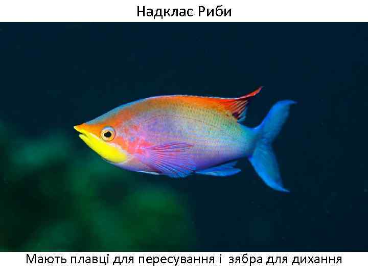Надклас Риби Мають плавці для пересування і зябра для дихання 