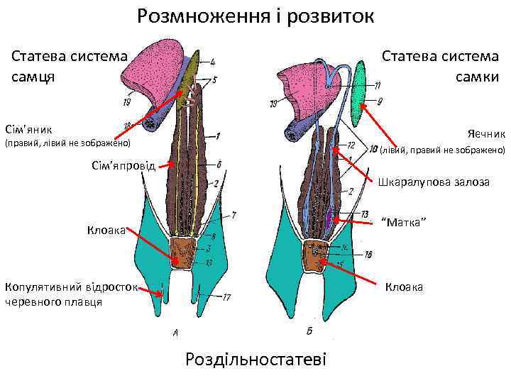 Розмноження і розвиток Статева система самця Статева система самки Сім’яник Яєчник (правий, лівий не