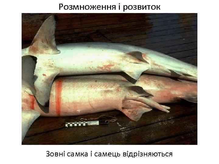 Розмноження і розвиток Зовні самка і самець відрізняються 