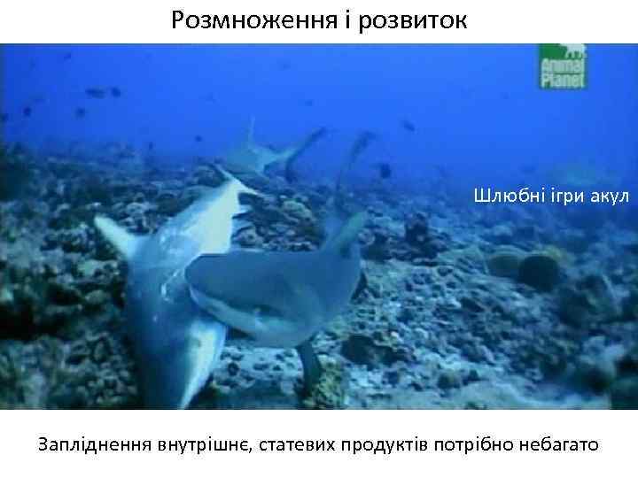 Розмноження і розвиток Шлюбні ігри акул Запліднення внутрішнє, статевих продуктів потрібно небагато 