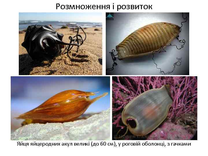 Розмноження і розвиток Яйця яйцеродних акул великі (до 60 см), у роговій оболонці, з