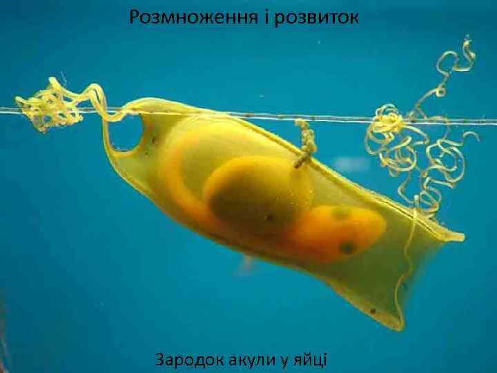 Розмноження розвиток Розмноження іірозвиток Зародок акули у яйці 