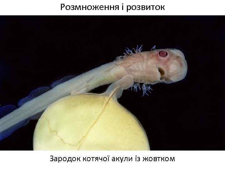 Розмноження і розвиток Зародок котячої акули із жовтком 