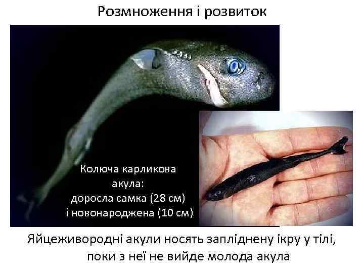 Розмноження і розвиток Колюча карликова акула: доросла самка (28 см) і новонароджена (10 см)