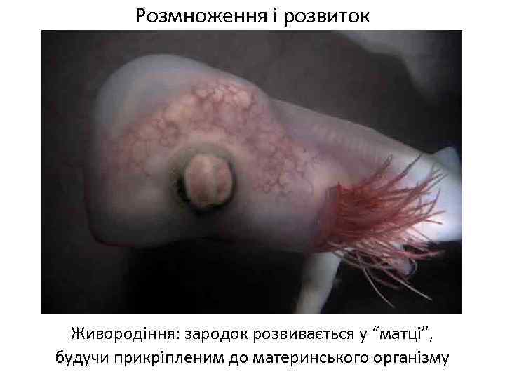 Розмноження і розвиток Живородіння: зародок розвивається у “матці”, будучи прикріпленим до материнського організму 