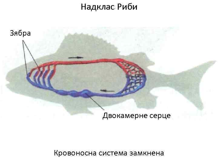 Надклас Риби Зябра Двокамерне серце Кровоносна система замкнена 