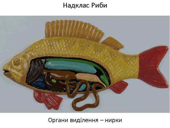 Надклас Риби Органи виділення – нирки 