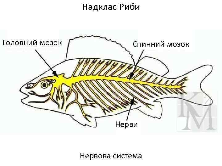Надклас Риби Головний мозок Спинний мозок Нерви Нервова система 