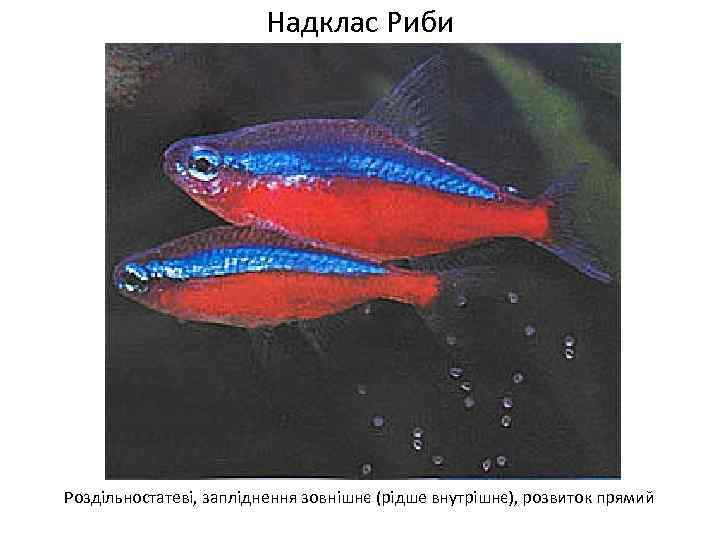 Надклас Риби Роздільностатеві, запліднення зовнішнє (рідше внутрішнє), розвиток прямий 