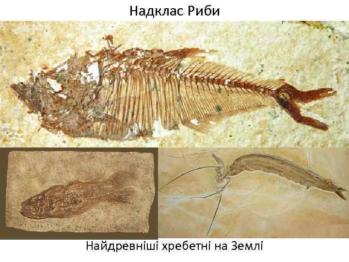 Надклас Риби Найдревніші хребетні на Землі 