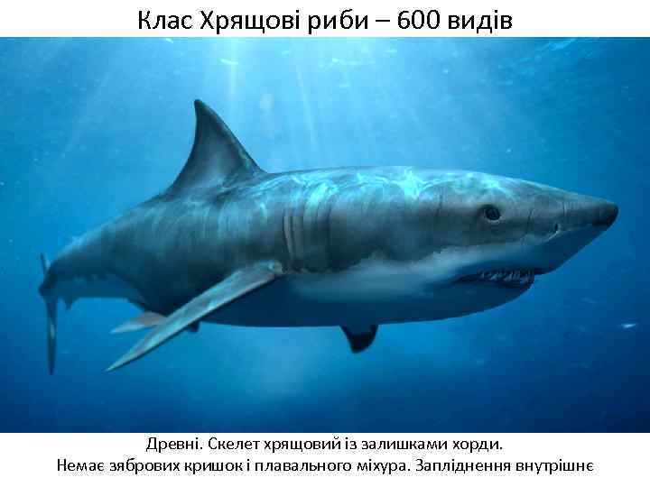 Клас Хрящові риби – 600 видів Древні. Скелет хрящовий із залишками хорди. Немає зябрових