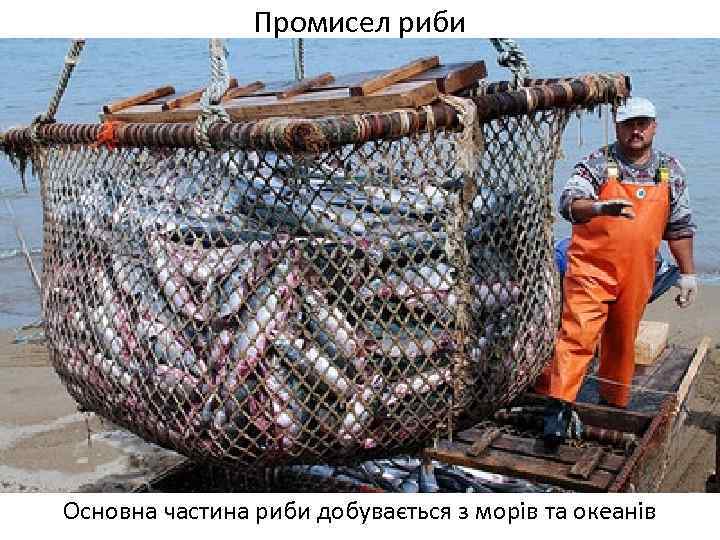 Промисел риби Основна частина риби добувається з морів та океанів 