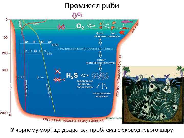 Промисел риби У чорному морі ще додається проблема сірководневого шару 