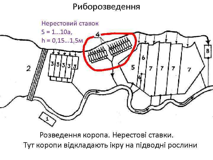 Риборозведення Нерестовий ставок S = 1… 10 а, h = 0, 15… 1, 5