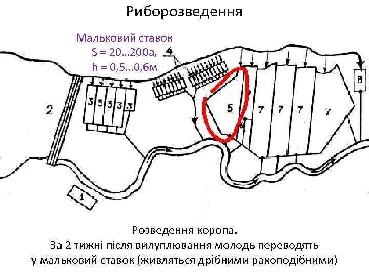 Риборозведення Мальковий ставок S = 20… 200 а, h = 0, 5… 0, 6