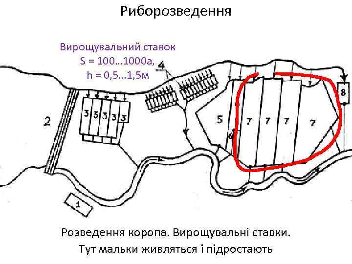 Риборозведення Вирощувальний ставок S = 100… 1000 а, h = 0, 5… 1, 5