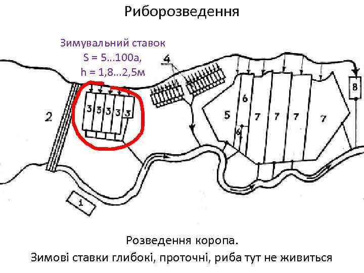 Риборозведення Зимувальний ставок S = 5… 100 а, h = 1, 8… 2, 5