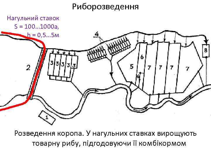 Риборозведення Нагульний ставок S = 100… 1000 а, h = 0, 5… 5 м