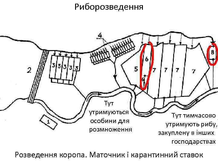 Риборозведення Тут утримуються особини для розмноження Тут тимчасово утримують рибу, закуплену в інших господарствах