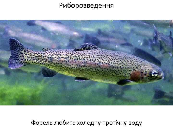 Риборозведення Форель любить холодну протічну воду 