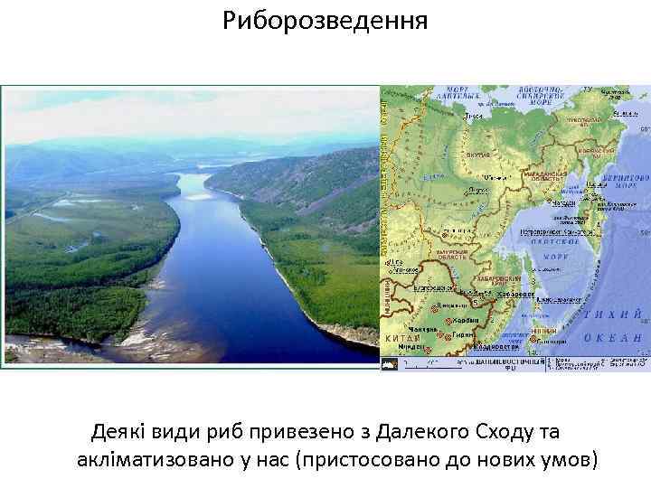 Риборозведення Деякі види риб привезено з Далекого Сходу та акліматизовано у нас (пристосовано до