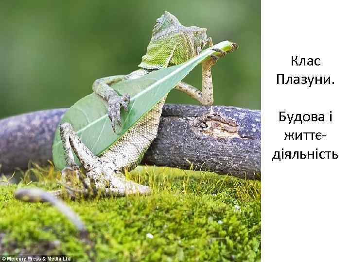 Клас Плазуни. Будова і життєдіяльність Летючий дракон (летючий ящер) 