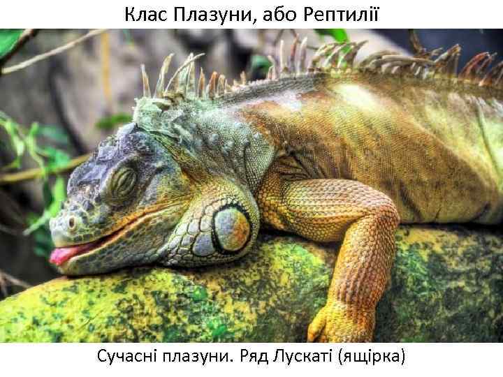 Клас Плазуни, або Рептилії Сучасні плазуни. Ряд Лускаті (ящірка) 