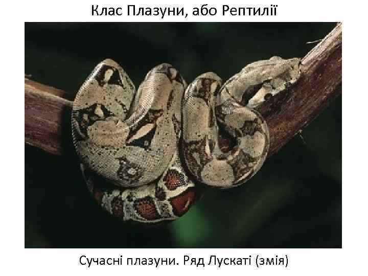 Клас Плазуни, або Рептилії Сучасні плазуни. Ряд Лускаті (змія) 