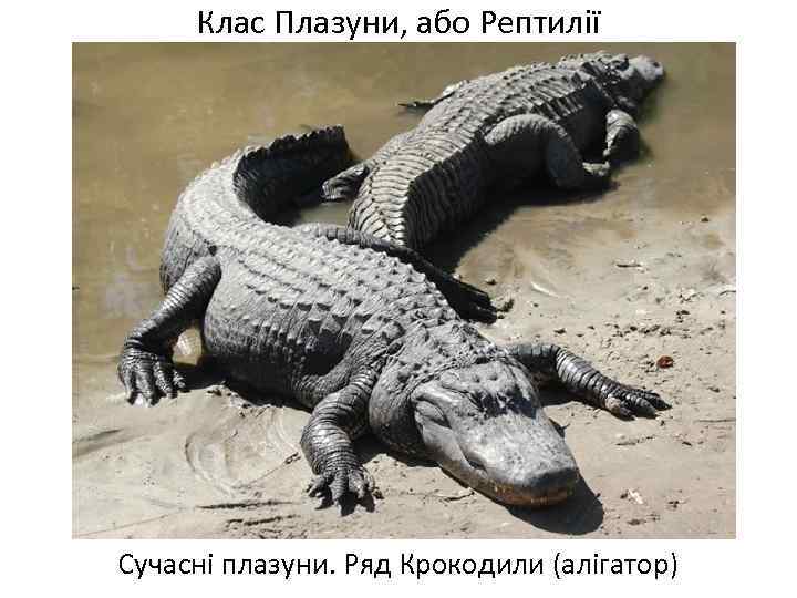 Клас Плазуни, або Рептилії Сучасні плазуни. Ряд Крокодили (алігатор) 