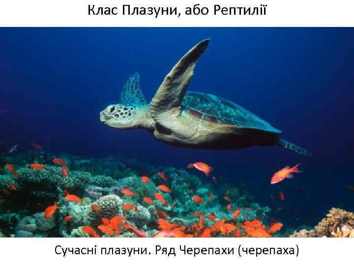 Клас Плазуни, або Рептилії Сучасні плазуни. Ряд Черепахи (черепаха) 