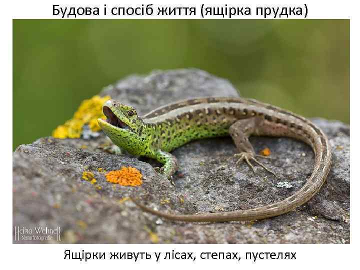 Будова і спосіб життя (ящірка прудка) Ящірки живуть у лісах, степах, пустелях 