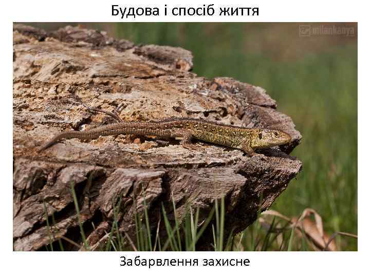 Будова і спосіб життя Забарвлення захисне 