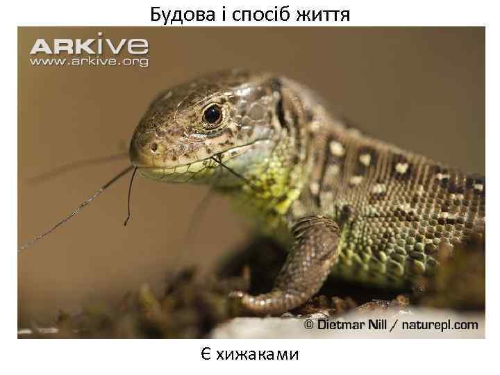 Будова і спосіб життя Є хижаками 