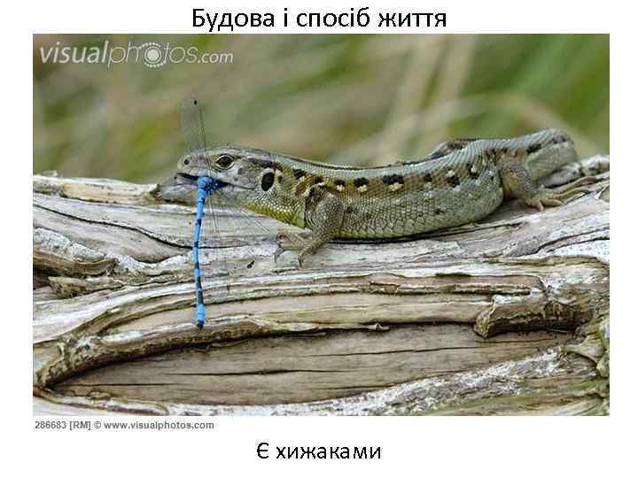 Будова і спосіб життя Є хижаками 