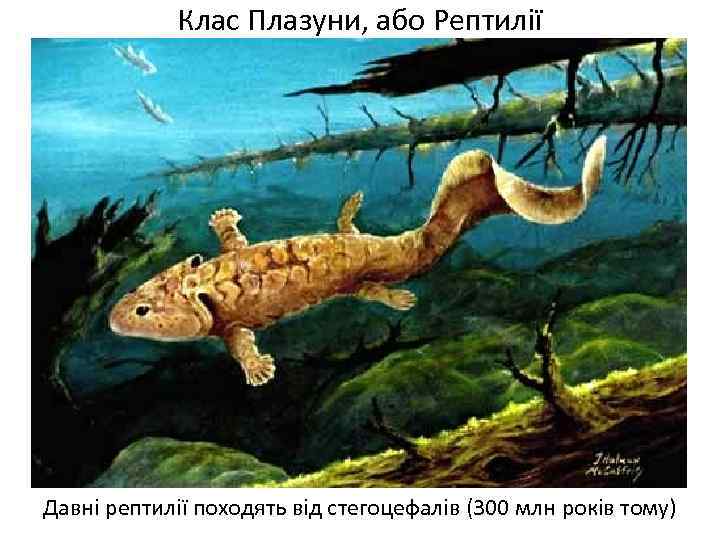 Клас Плазуни, або Рептилії Давні рептилії походять від стегоцефалів (300 млн років тому) 