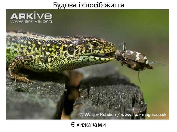 Будова і спосіб життя Є хижаками 