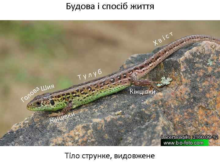 Будова і спосіб життя Хв у Тул а Шия в б Кінцівки ло о